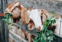 Bisnis Ternak Kambing