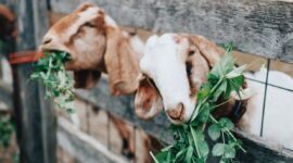 Bisnis Ternak Kambing