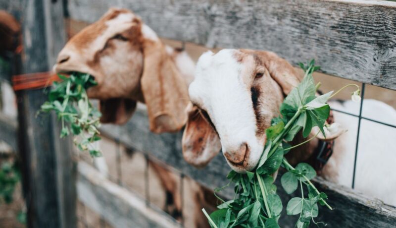 Bisnis Ternak Kambing