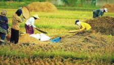 Indonesia sebagai Negara Agraris: Pengaruh Harga Produk Pertanian pada Perekonomian
