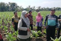 Potret petani saat berada di ladang (Dok.ist)