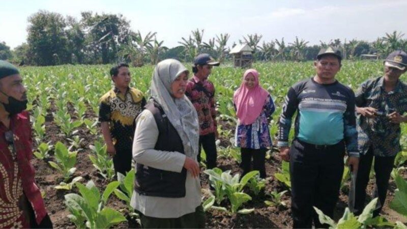 Potret petani saat berada di ladang (Dok.ist)