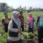 Potret petani saat berada di ladang (Dok.ist)