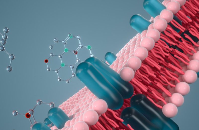 Apa Fungsi Glikolipid pada Membran Plasma