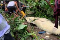 Buaya terkam warga Maluku
(Dok. Ist)