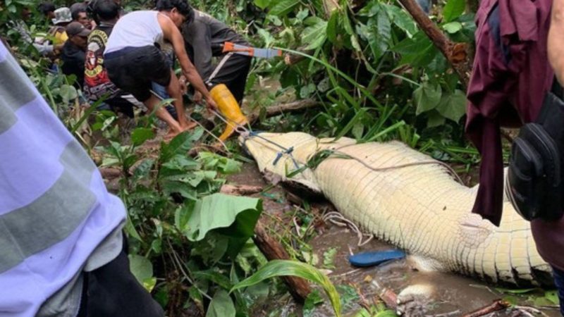 Buaya terkam warga Maluku
(Dok. Ist)