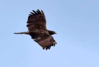 Burung raptor siberia merupakan spesies yang cukup menarik dan membuat sejumlah kalangan masyarakat tercengang
(Dok.ist)