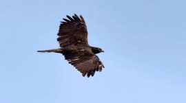 Burung raptor siberia merupakan spesies yang cukup menarik dan membuat sejumlah kalangan masyarakat tercengang
(Dok.ist)