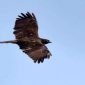 Burung raptor siberia merupakan spesies yang cukup menarik dan membuat sejumlah kalangan masyarakat tercengang
(Dok.ist)