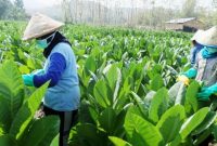 Petani tembakau 
(Dok. Ist)