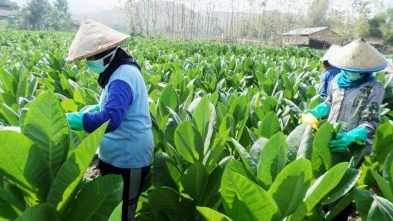 Petani tembakau 
(Dok. Ist)