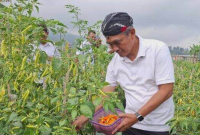 Petani Karanganyar hadapi penurunan harga cabai
(Dok. Ist)