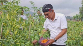 Petani Karanganyar hadapi penurunan harga cabai
(Dok. Ist)