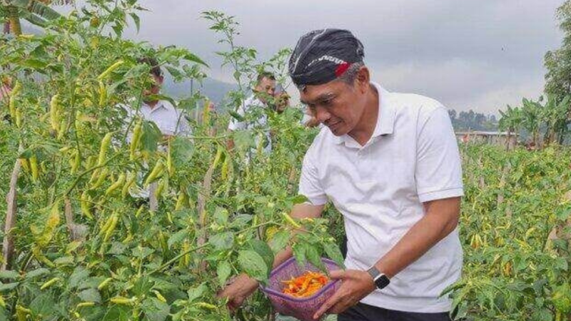 Petani Karanganyar hadapi penurunan harga cabai
(Dok. Ist)