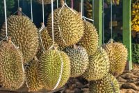 Ekspor durian Indonesia meningkat (Dok. Ist)