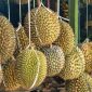 Ekspor durian Indonesia meningkat (Dok. Ist)