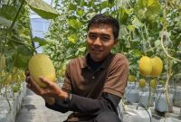 Fiska Indra Pratama saat menunjukkan kebun melon miliknya (Dok. Ist)