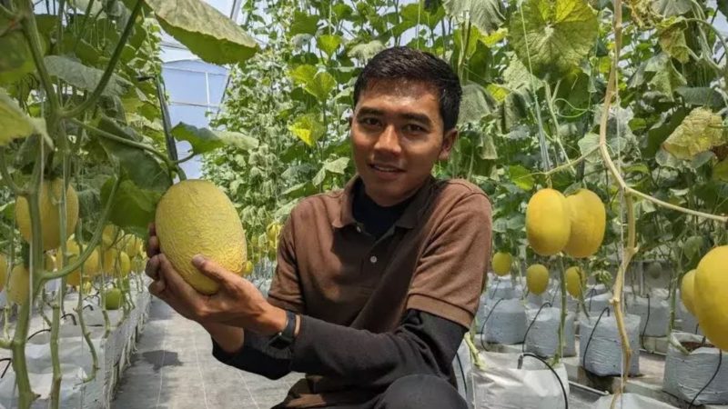 Fiska Indra Pratama saat menunjukkan kebun melon miliknya (Dok. Ist)