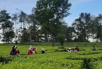 Salah satu tempat outing di Bandung (Dok. Ist)