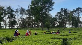 Salah satu tempat outing di Bandung (Dok. Ist)