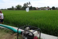 Proses pengairan sawah (Dok. Ist)