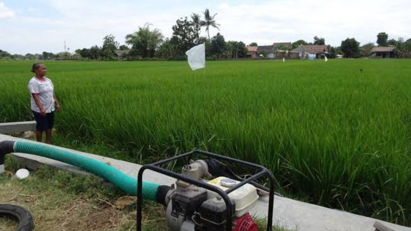 Proses pengairan sawah (Dok. Ist)