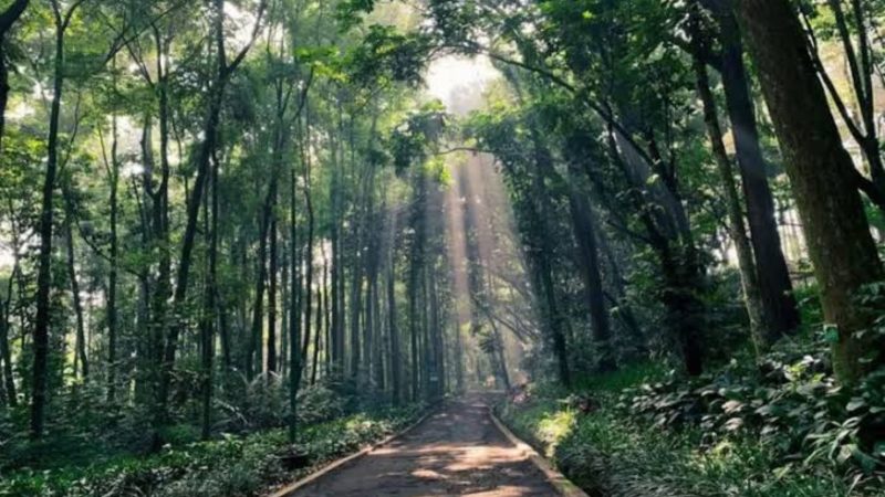 Pesona Taman Hutan Raya Ir. H. Djuanda (Dok. Ist)