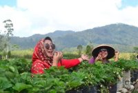 Pesona Kebun Strawberry Emte Highland Resort (Dok. Ist)