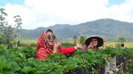 Pesona Kebun Strawberry Emte Highland Resort (Dok. Ist)