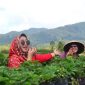 Pesona Kebun Strawberry Emte Highland Resort (Dok. Ist)