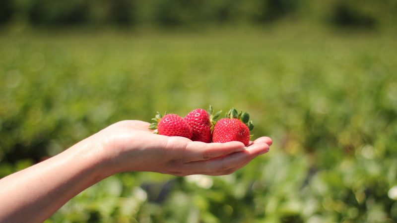 Kebun Vin's Berry Park (Dok. Ist)