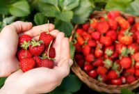 Pesona Kebun strawberry di Bandung (Dok. Ist)