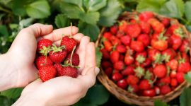 Pesona Kebun strawberry di Bandung (Dok. Ist)