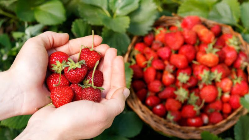 Pesona Kebun strawberry di Bandung (Dok. Ist)