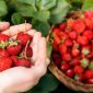 Pesona Kebun strawberry di Bandung (Dok. Ist)