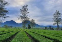 Pesona Kebun Teh Jangkung Malabar (Dok. Ist)