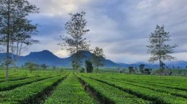 Pesona Kebun Teh Jangkung Malabar (Dok. Ist)