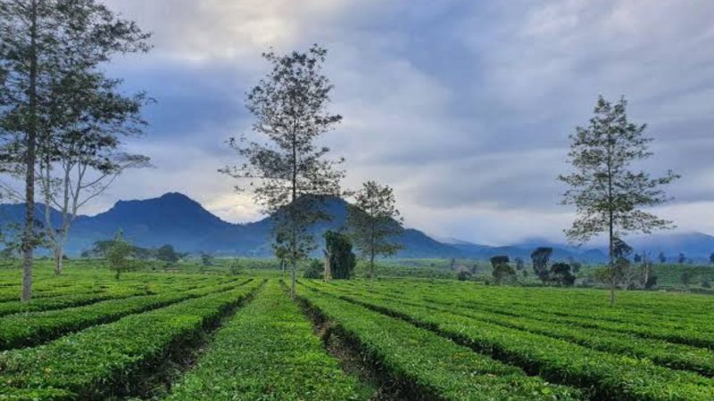 Pesona Kebun Teh Jangkung Malabar (Dok. Ist)