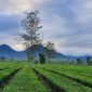 Pesona Kebun Teh Jangkung Malabar (Dok. Ist)