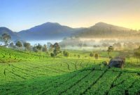 Pesona kebun teh di Bandung (Dok.ist)