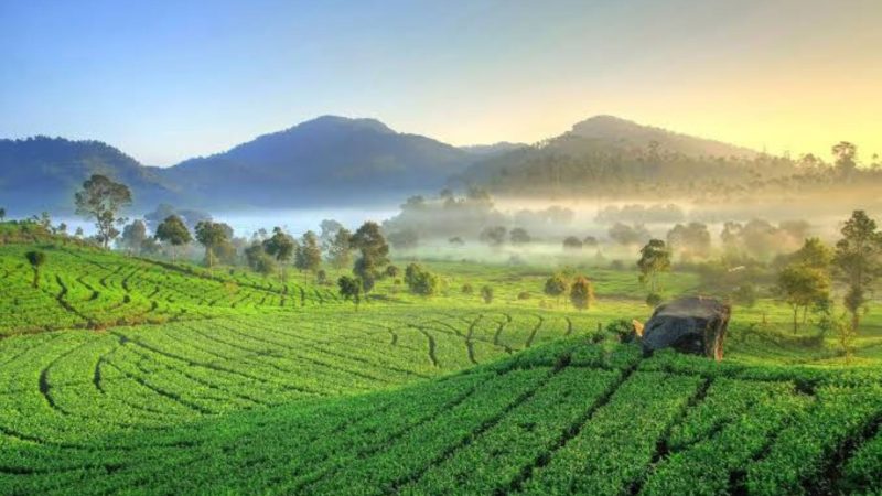 Pesona kebun teh di Bandung (Dok.ist)