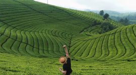 Kebun Teh di Bandung