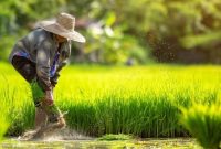 Analisis Konflik Agraria di Indonesia yang Beririsan dengan HAM: Solusi dan Upaya Penyelesaian
