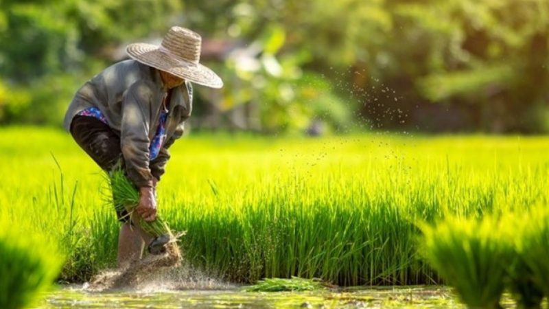 Analisis Konflik Agraria di Indonesia yang Beririsan dengan HAM: Solusi dan Upaya Penyelesaian
