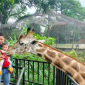 Bandung Zoo.Doc