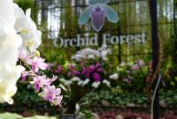 Orchid Forest Cikole wisata Bandung yang romantis 
(Dok. Ist)