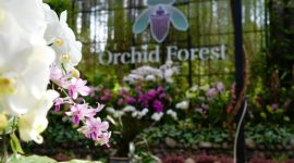 Orchid Forest Cikole wisata Bandung yang romantis 
(Dok. Ist)