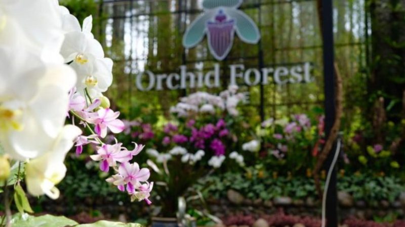 Orchid Forest Cikole wisata Bandung yang romantis 
(Dok. Ist)