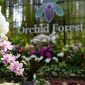 Orchid Forest Cikole wisata Bandung yang romantis 
(Dok. Ist)