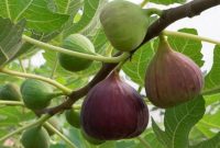 Buah Tin (Dok. Ist)